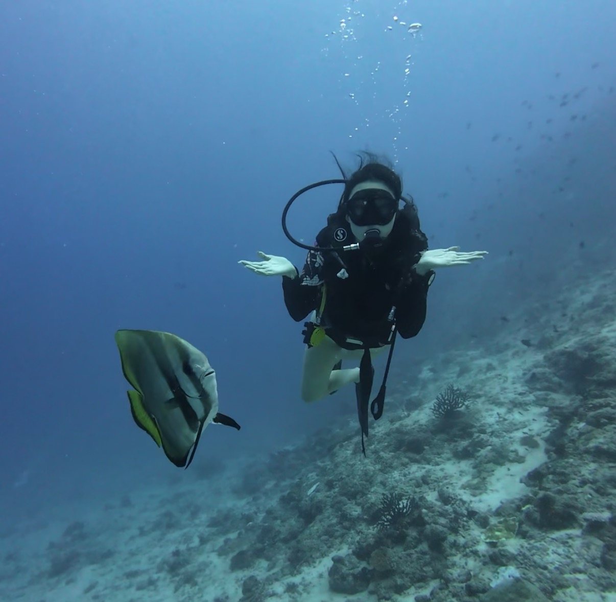 A batfish passing a diver holding both hands out