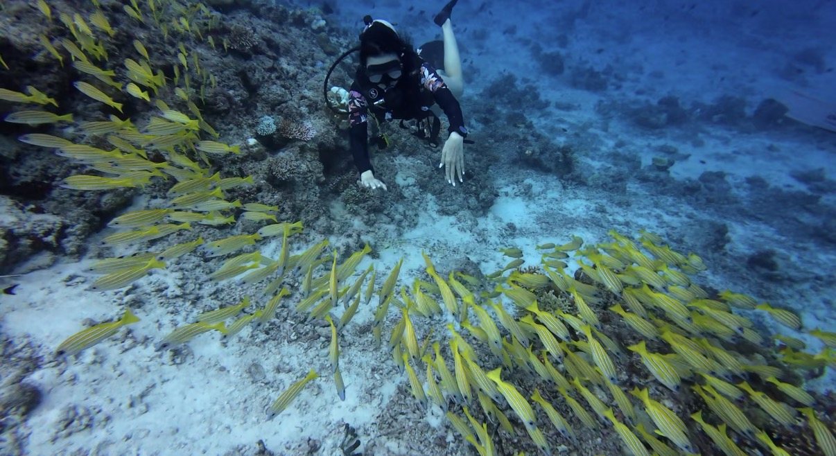 A school of yellow fusiliers over the reef