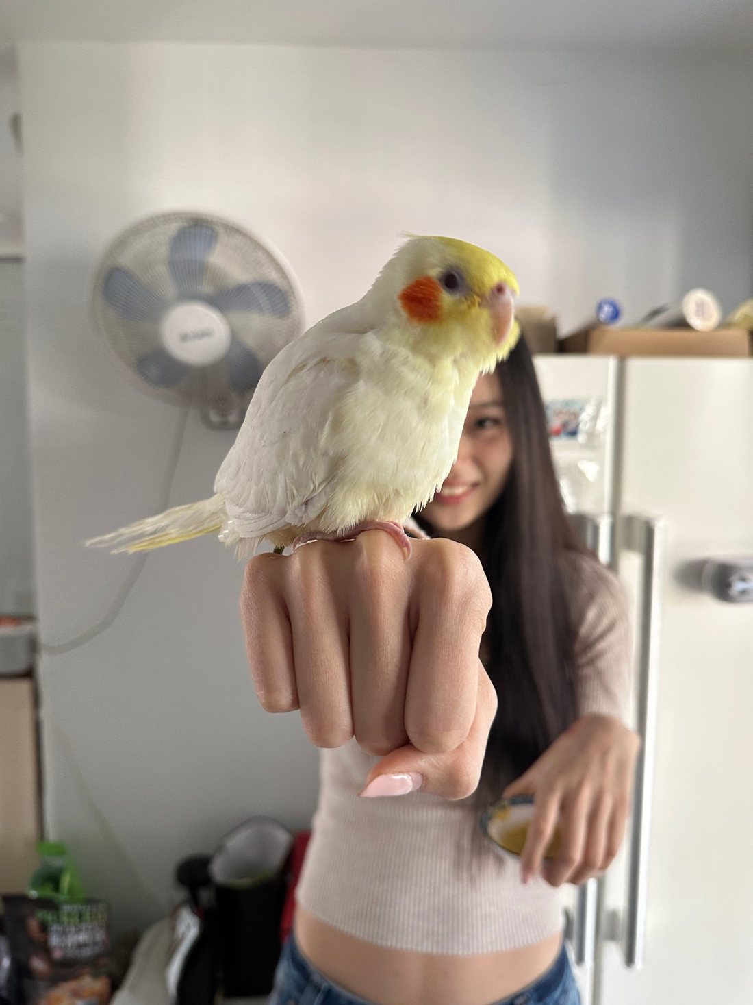 A cockatiel perched on a hand