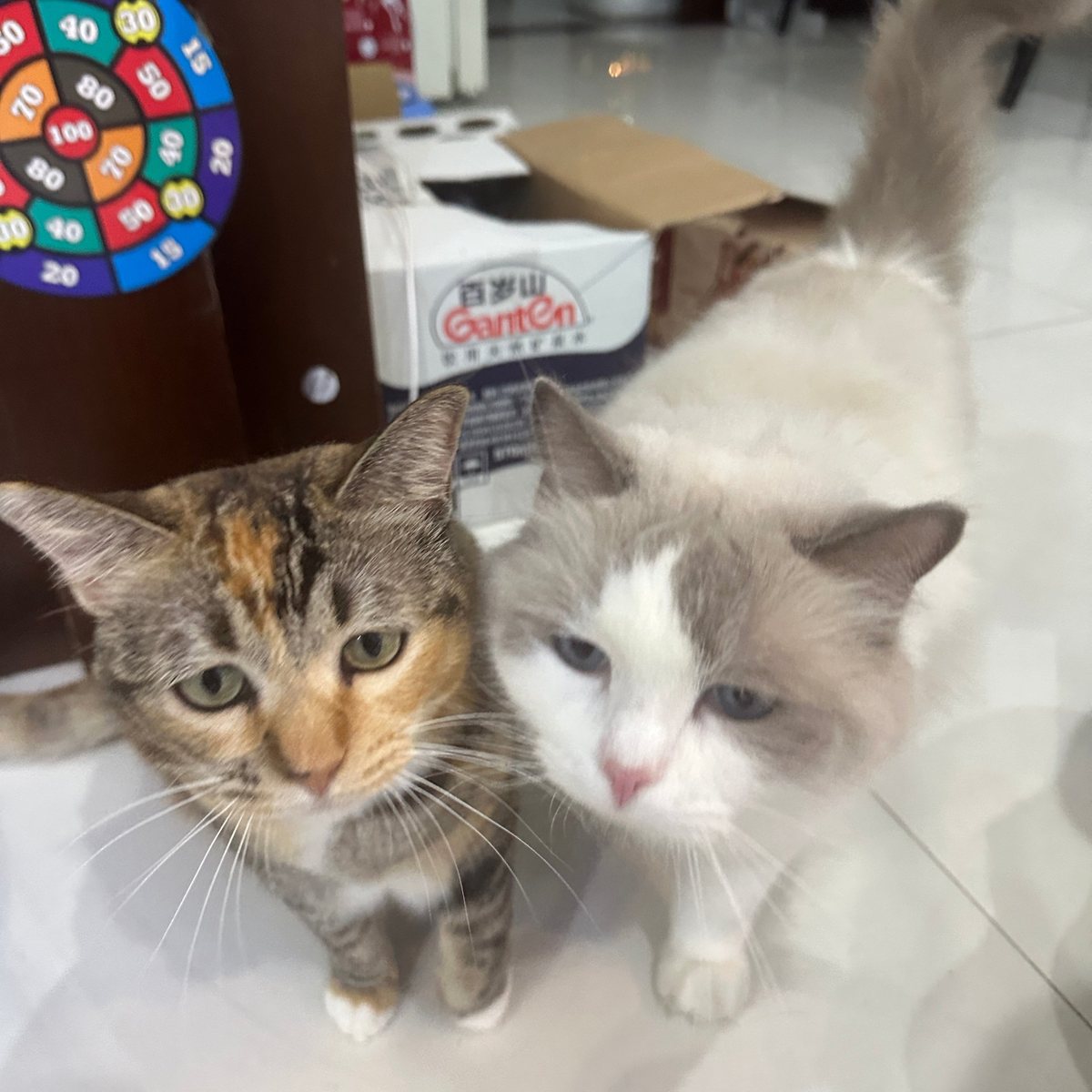 The two cats, both demanding dinner