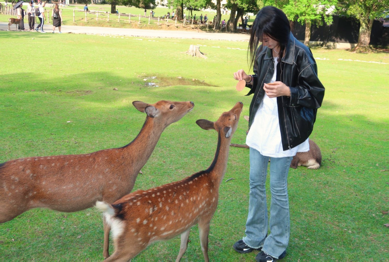 Feeding deer in the park at Nara